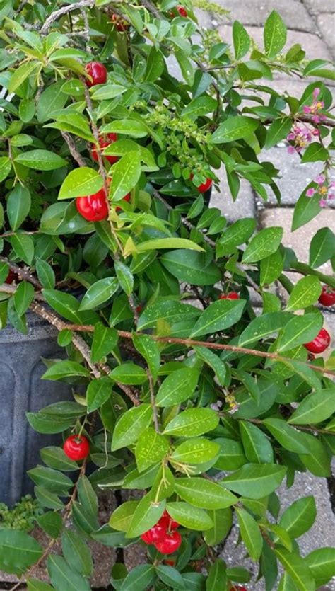 Dwarf Barbados Cherry Fruit Bella Jardins Boutique