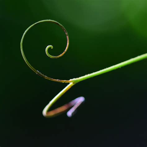 Tendril Art