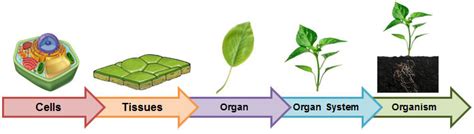 Levels Of Biological Organization Diagram Quizlet