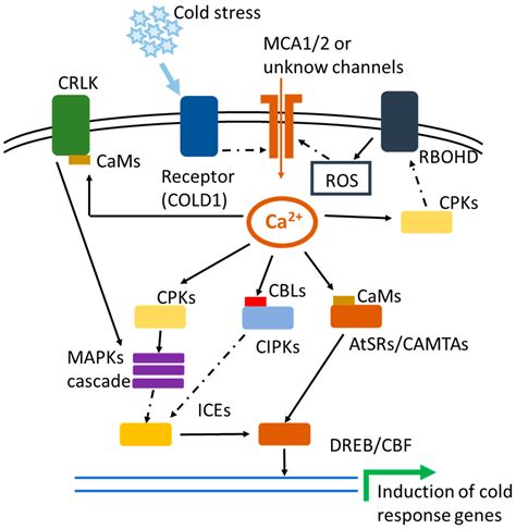 Calcium Signaling Pathway