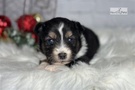 Fester Miniature Australian Shepherd Puppy For Sale Near Springfield