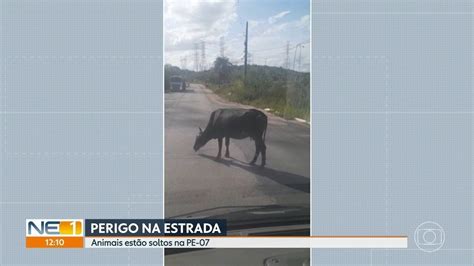 V Deo Animais Soltos Na Pe Aumentam O Risco De Acidentes Na Estrada