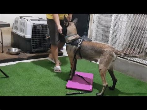 Belajar Melatih Anjing Belgian Malinois Killanow Menjaga Barang