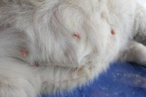 Cat mammary cancer: All you need to know | Ask Fido