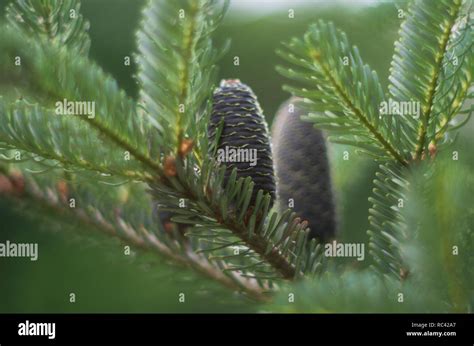 Cones of Korean Fir - Abies koreana Stock Photo - Alamy