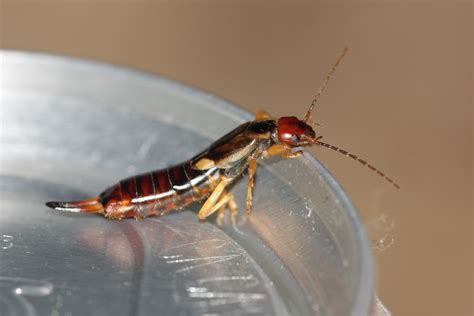 Earwig Information For Kids Earwig Facts For Students