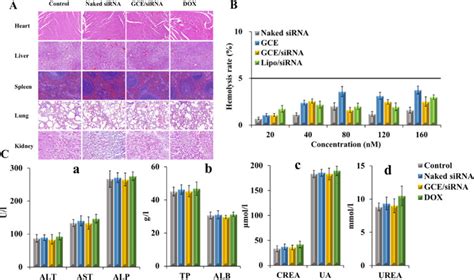 Biosafety Of Gce Sirna In Vivo A H E Staining Of The Major Organs