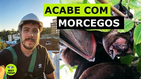 Como Acabar Com Morcegos Em Telhados - Como espantar morcegos do telhado definitivamente com Bat Trap®️ - YouTube