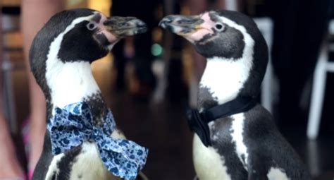 Esta boda gay de pingüinos es todo lo que necesitamos CromosomaX