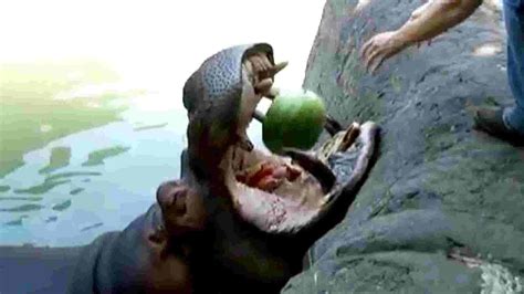 Hippo Shows You The Easiest Way To Eat A Watermelon