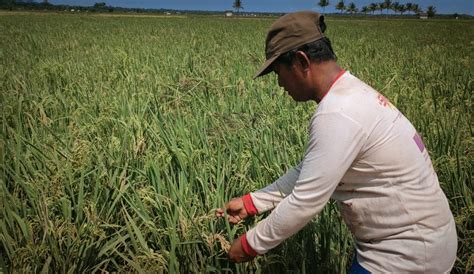 Petani Di Desa Rias Terancam Gagal Panen Akibat Penyakit Hama Potong