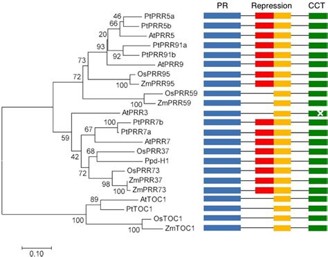 Phylogenic Tree Of Arabidopsis Poplar And Rice Prr Proteins A