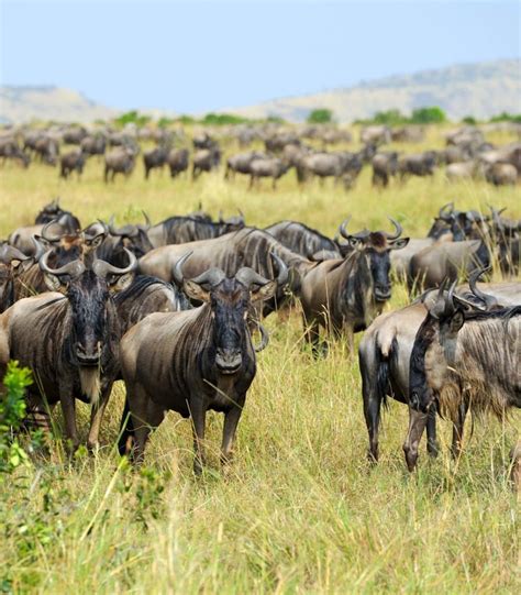 6 Days wildebeest Migration Safari | Viola Tours