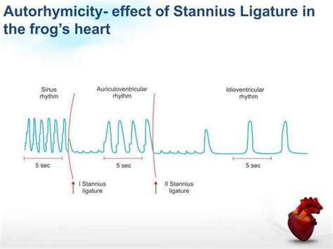 Cardiac muscle physiology | PPT