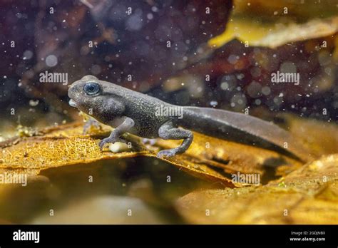 Four Legged Animals Hi Res Stock Photography And Images Alamy