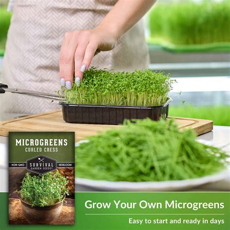 Curled Cress Microgreens Seeds Survivalgardenseeds