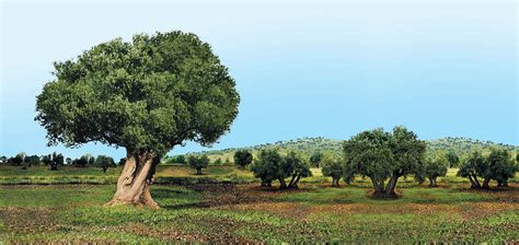 Greek Olive Tree