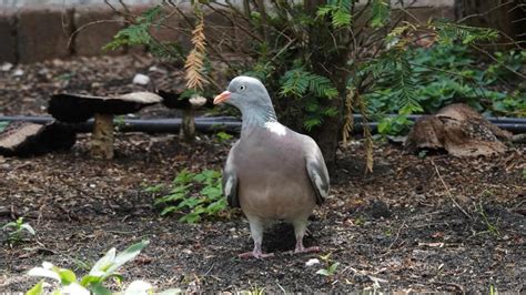 Common Wood Pigeon Markeisingbirding