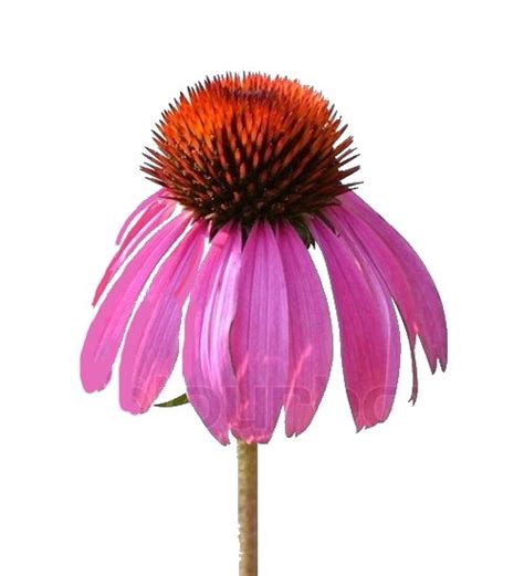 ECHINACEA ANGUSTIFOLIA Una Pianta Scudo Per La Pelle Fitocose It