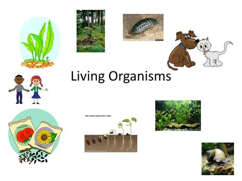 PPT - Living Organisms PowerPoint Presentation, free download - ID:2125773