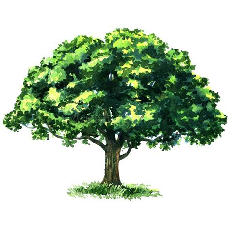 Green Tree Oak Isolated On White Background Stock Illustration