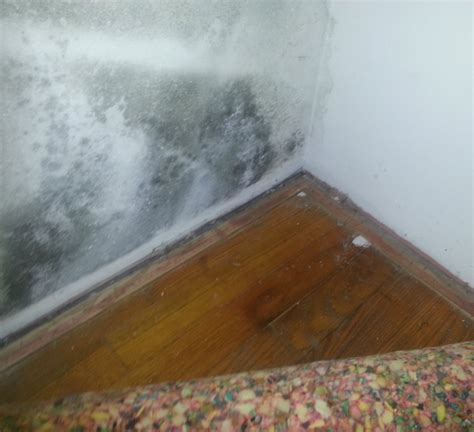 What Causes Mold On Closet Walls Psoriasisguru