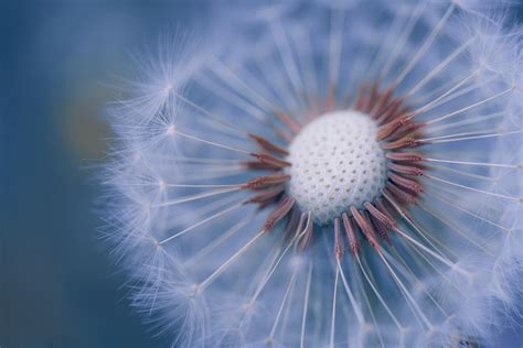 White Dandelion Flower · Free Stock Photo