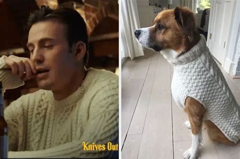 Chris Evans Put His Dog In The "Knives Out" Sweater And It Is Adorable ...