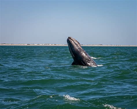 Gray Whale Facts: 11 Incredible Insights into this Majestic Marine ...