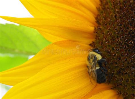 Beautiful Honey Bee Collecting Nectar From Bright And Show Yellow