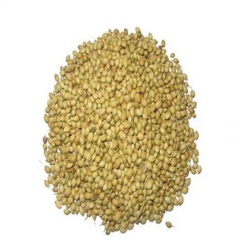 Coriander Seed At Best Price In Indore By AGS Foods India Private