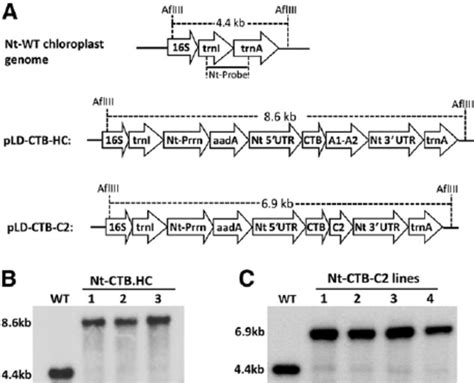 Chloroplast Transformation Vectors And Integration Of Transgenes Into