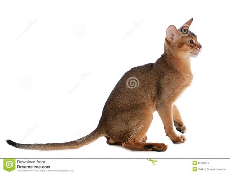 Gato Novo Abyssinian Isolado No Fundo Branco Foto De Stock Imagem De