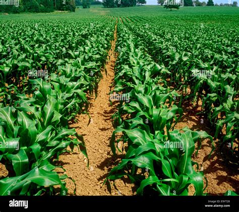 Agriculture Field Of Mid Growth Grain Corn Plants Prior To The