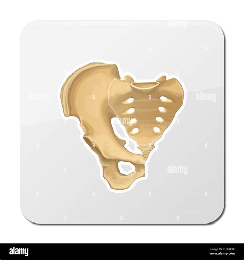 Pelvis Human Skeleton Female Pelvic Bone Anatomy Hip 3d Artwork Illustration 2d Graphic