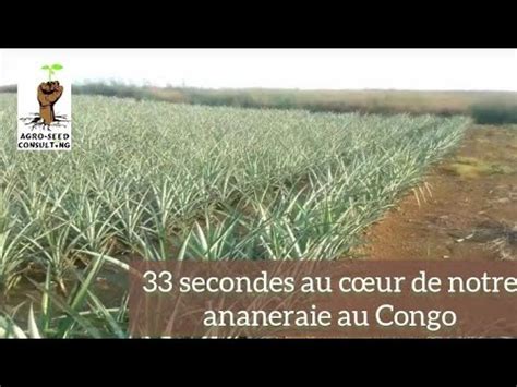 33 secondes au Cœur de notre exploitation d ananas au Congo