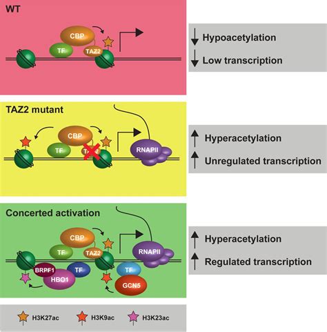 P300 Histone Acetylation