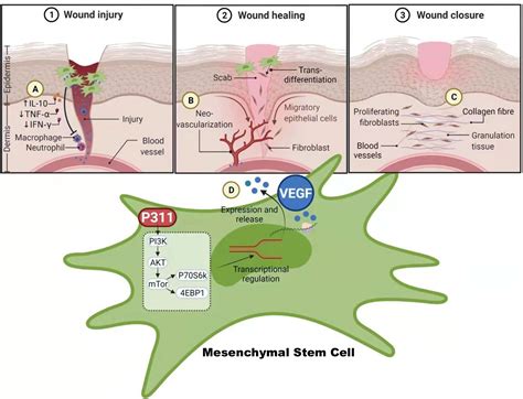 Frontiers P311 Facilitates The Angiogenesis And Wound Healing