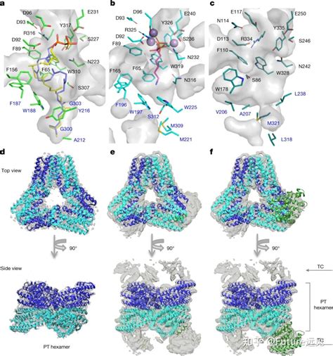 武汉大学刘天罡教授课题组发nature，揭晓新型三萜类天然产物合成机制 知乎