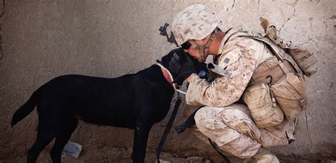 Support Our Four Legged Veterans On National K9 Veterans Day American Humane Big Tall K9