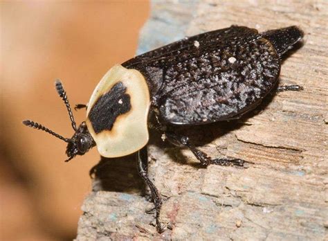 American Carrion Beetle Identification Life Cycle Facts Pictures