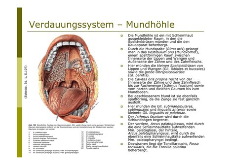 Verdauungssystem Mundhöhle Pflegesoftde