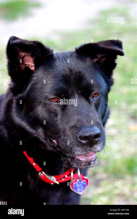 Chow Akita Mixed Breed Dog Hi Res Stock Photography And Images Alamy