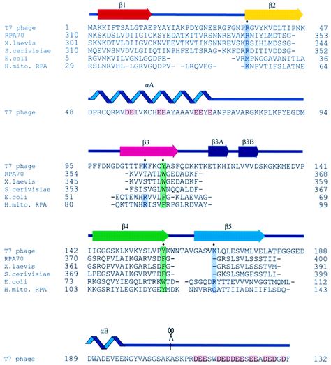 Single Stranded Binding Protein