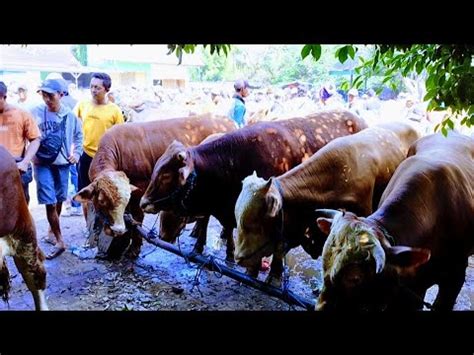 Juta Nego Calon Qurban Harga Murah Banyak Pilihan Pasar Tuban