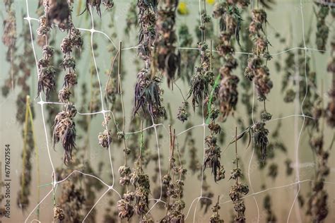 dry cannabis flowers plant closeup  fresh fan leaves cola pistil