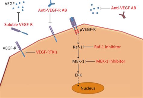 Targeting The Vascular Endothelial Growth Factor In Hematologic