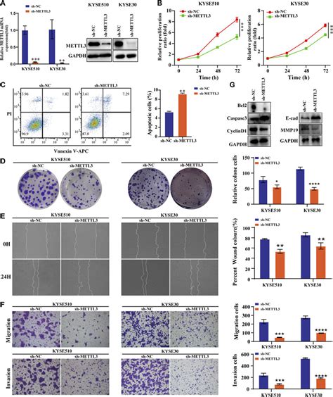 Low METTL3 Expression Is Associated With Proliferation Apoptosis