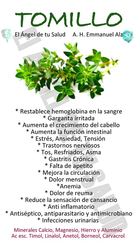 Beneficios Del Tomillo Hierbas Curativas Remedios Recetas Para La Salud