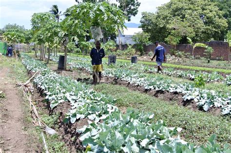 Sarana Asimilasi Dan Edukasi Wbp Lapas Kalabahi Alor Antara Foto